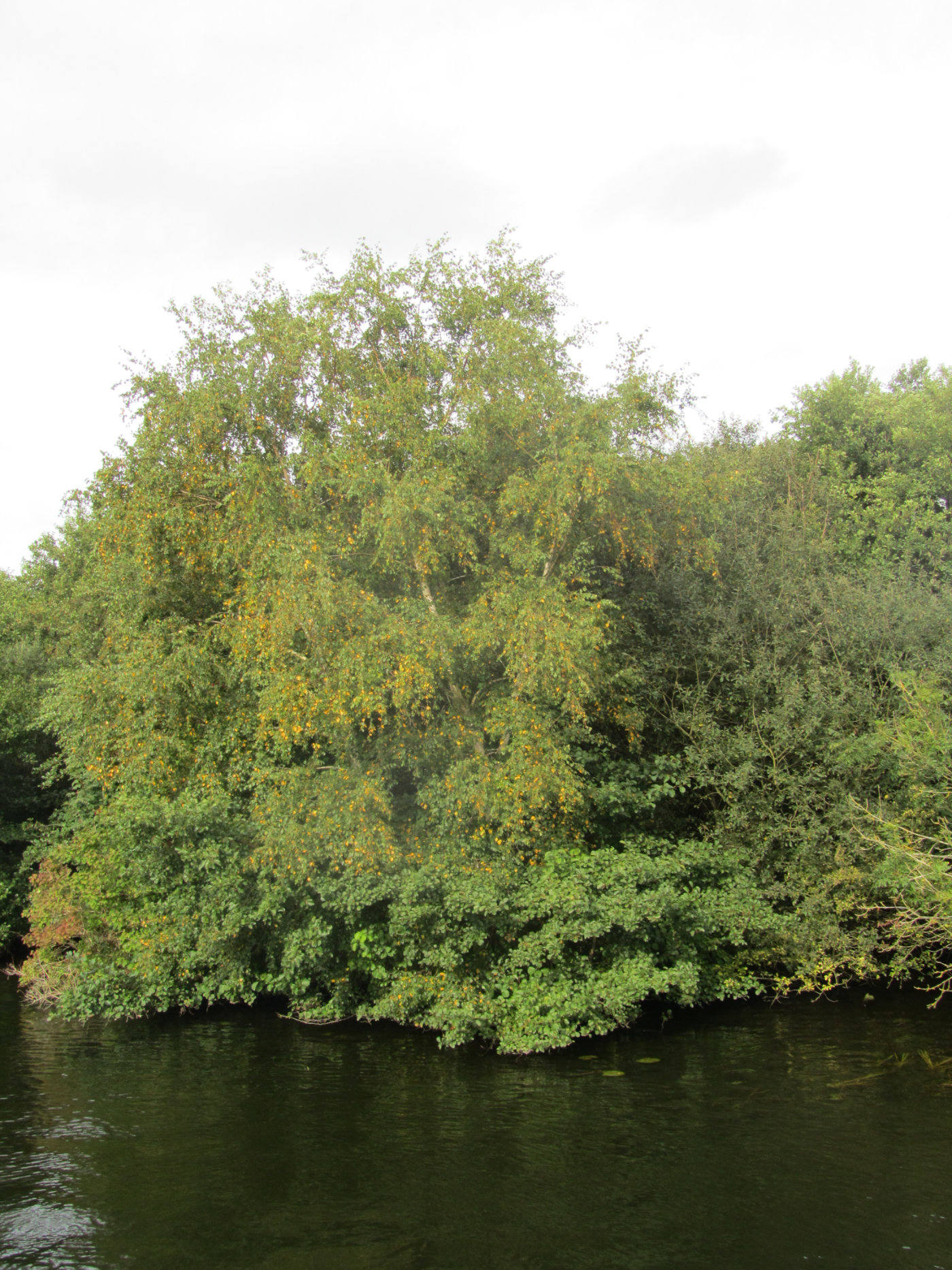 Silver birch going golden