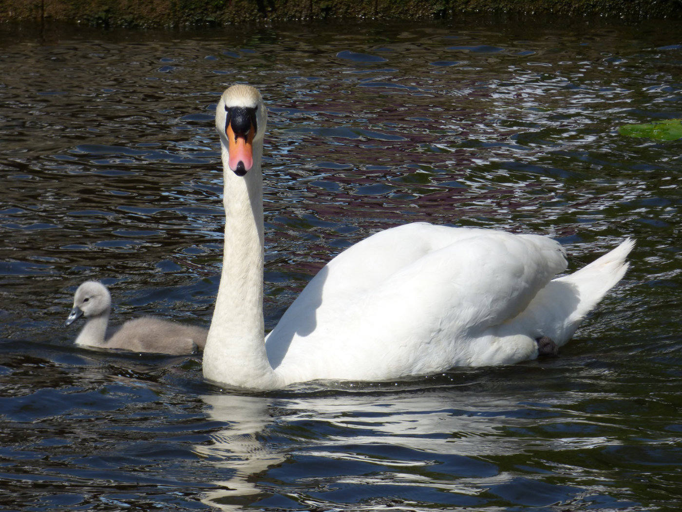 A swan and cygnet