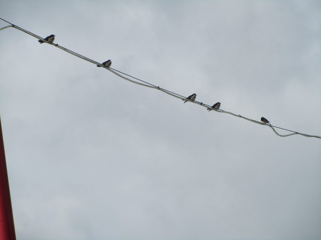 Swallows on rouge (4)