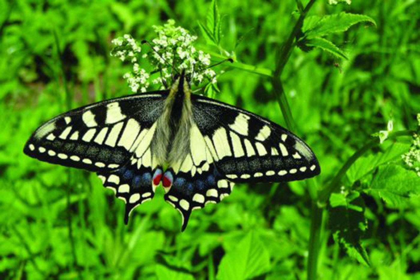 Swallowtail Butterfly2