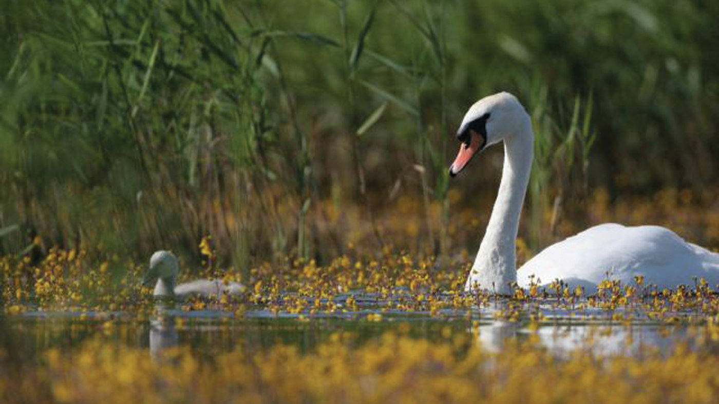 Swan and Cygnet