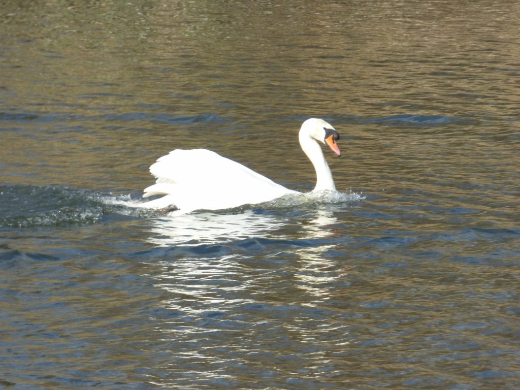 Swan landing on the Norfolk Broads