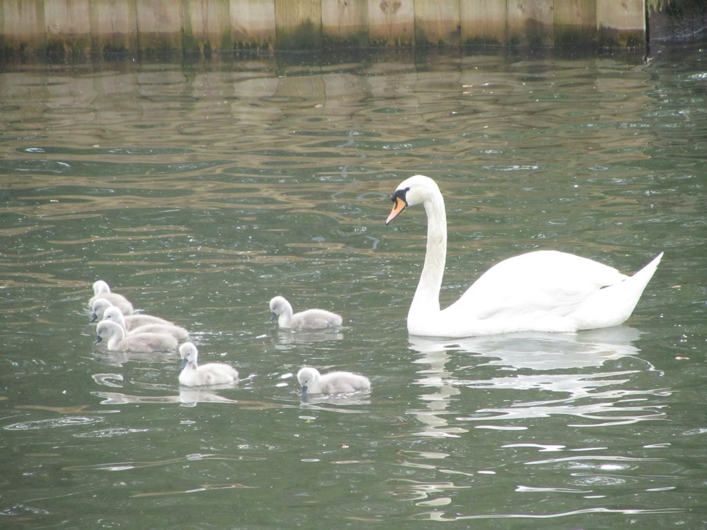 Swan with Cygnetsusethisone