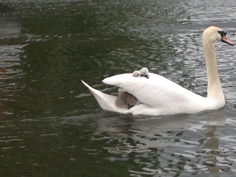 Swan with cygnets on back_Ellie Gardiner