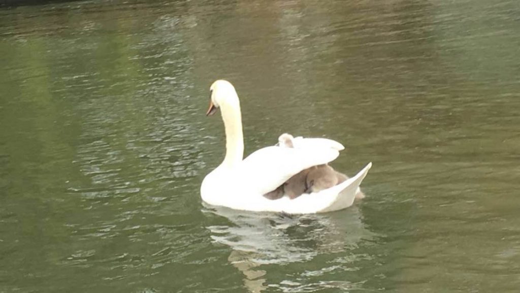 Swan with cygnets_Poppy Bradford