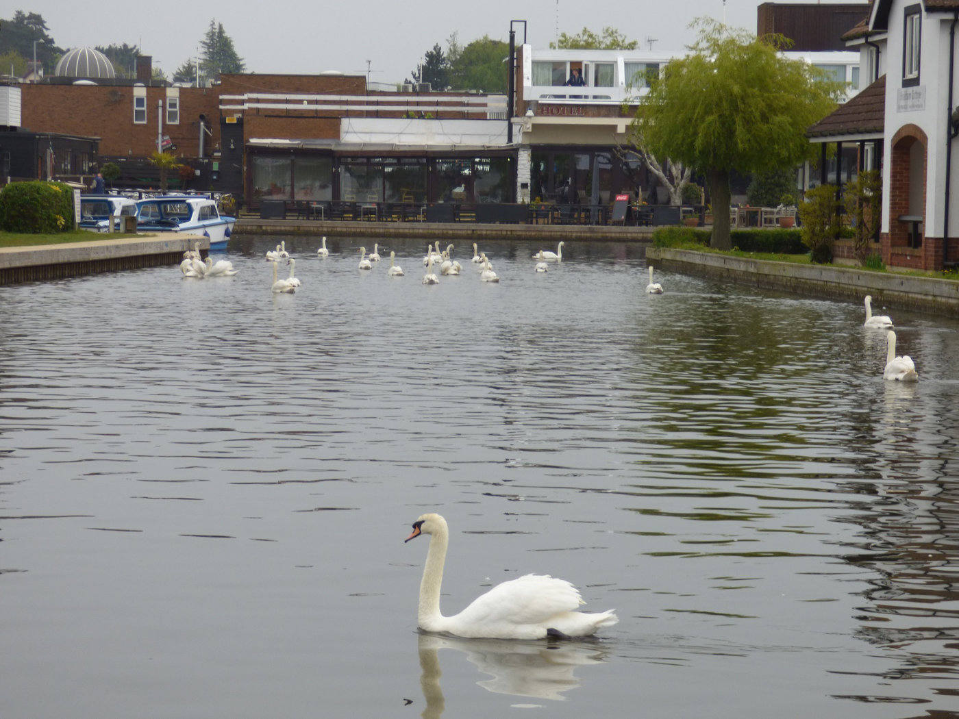 Swans in Wroxham Village