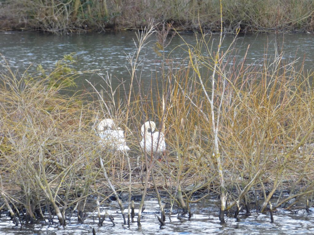 Swans nesting on Wroxham Broad