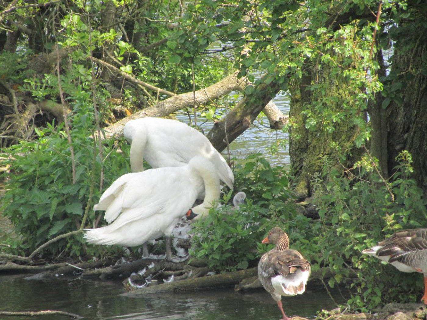 Swans on nest at Salhouse