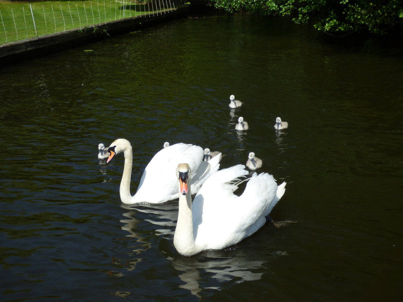 Swans and cygnets swimming on the Broads