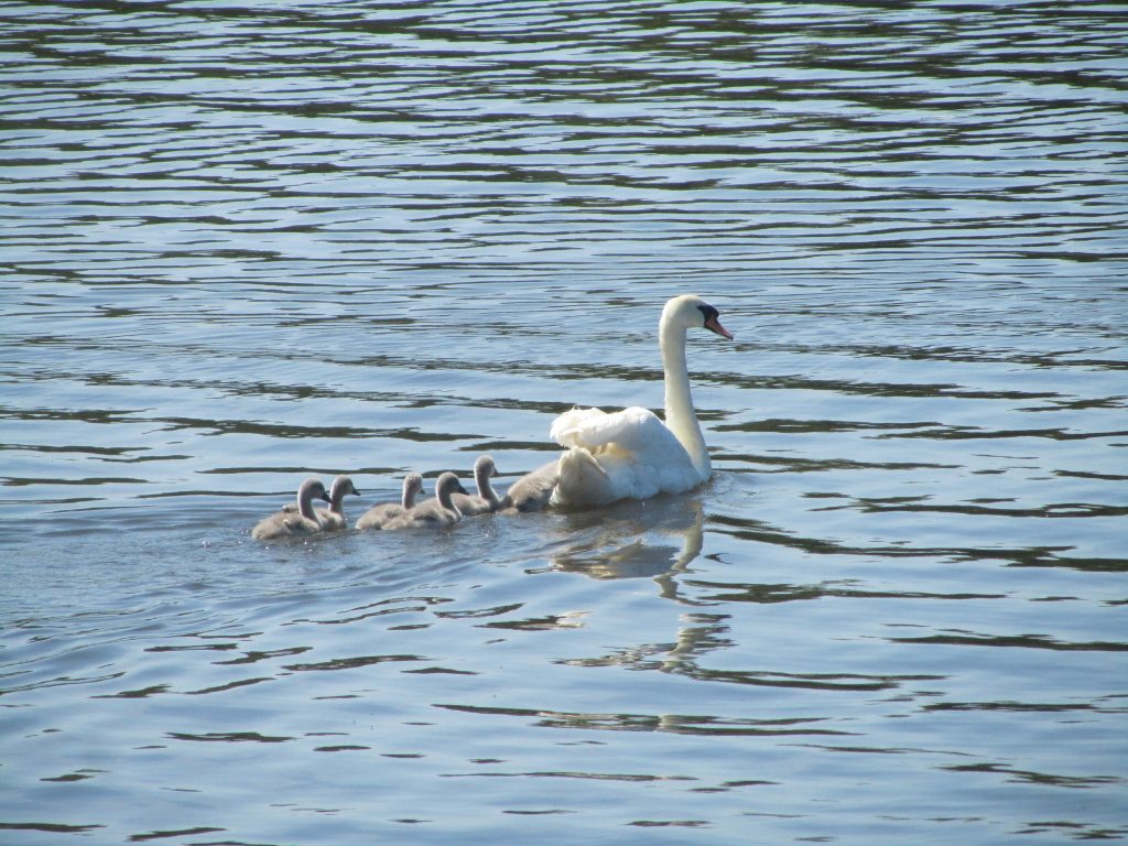 Swans with cygnets