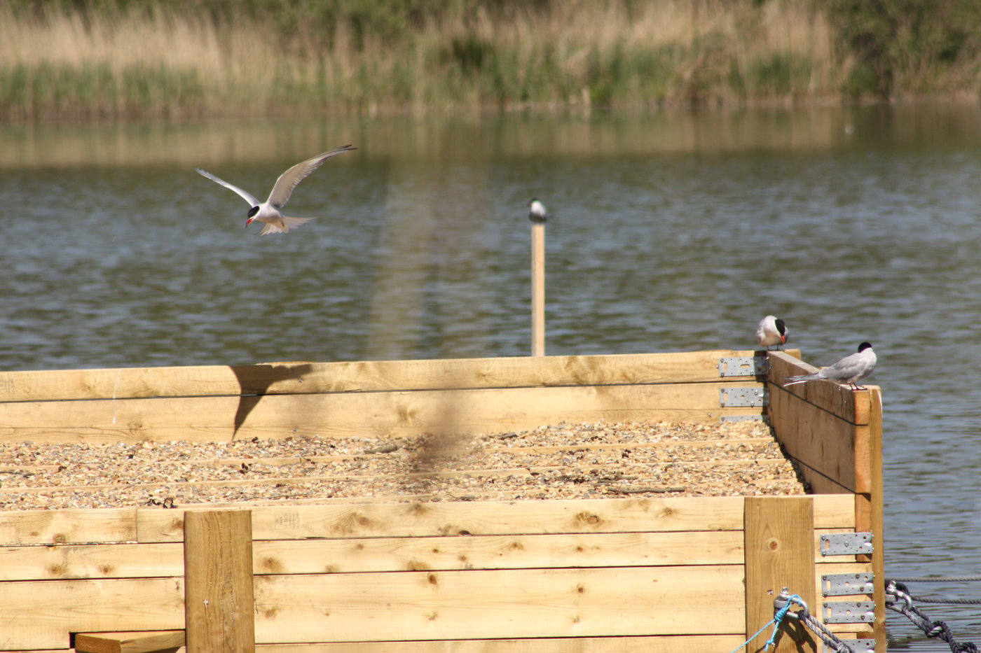 Common Terns on platform at Hoveton Great Broad