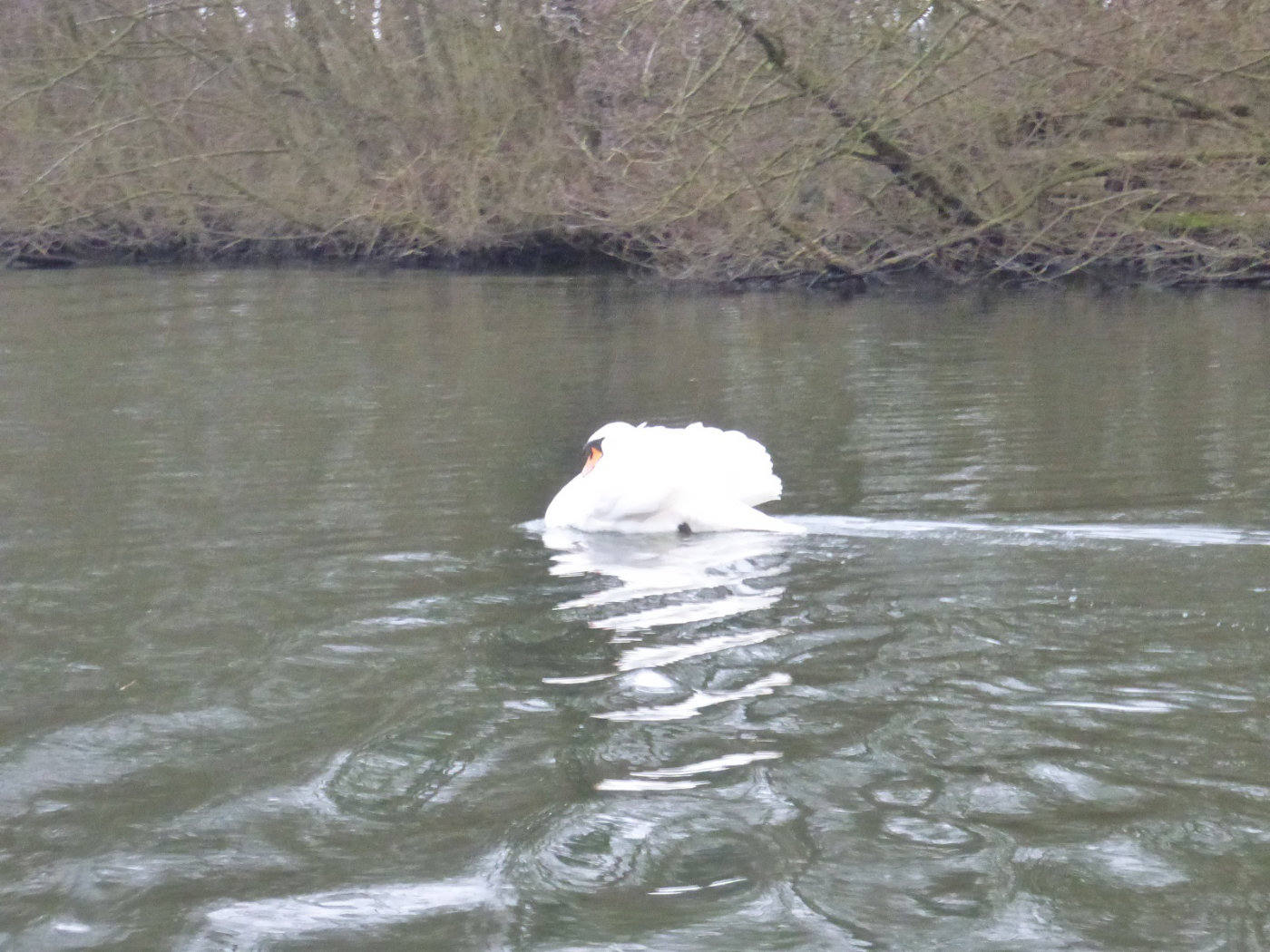 swan norfolk broads