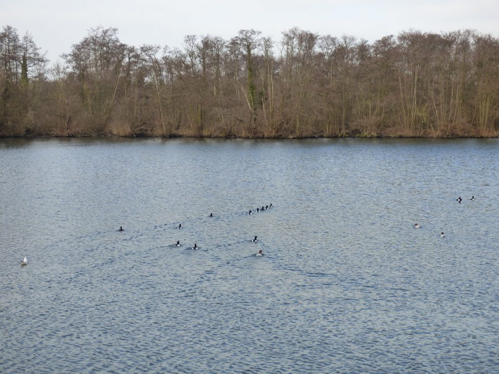 Tufted Ducks and Gadwells on the Norfolk Broads