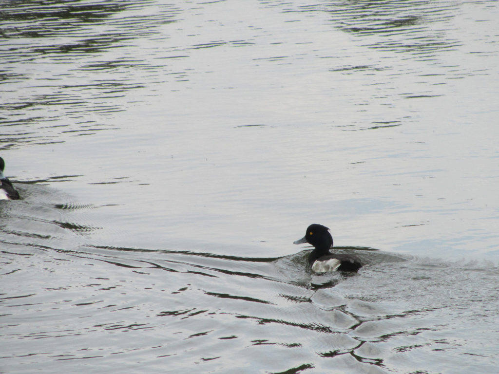 Tufted-duck-2-low-res