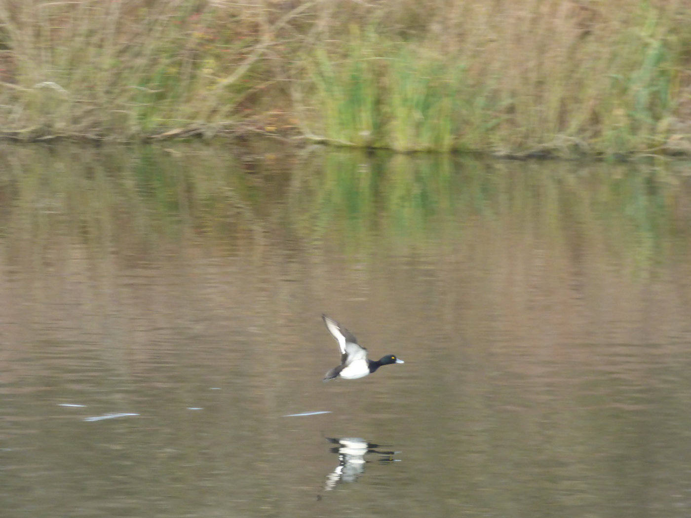 Tufted duck flying