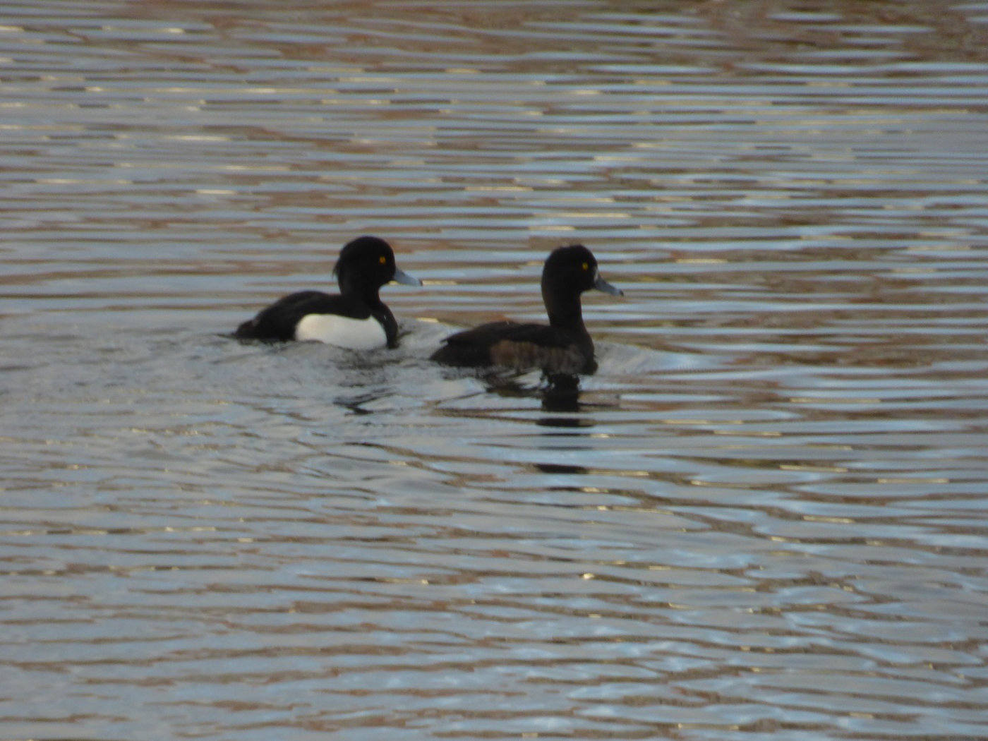 tufted ducks norfolk broads