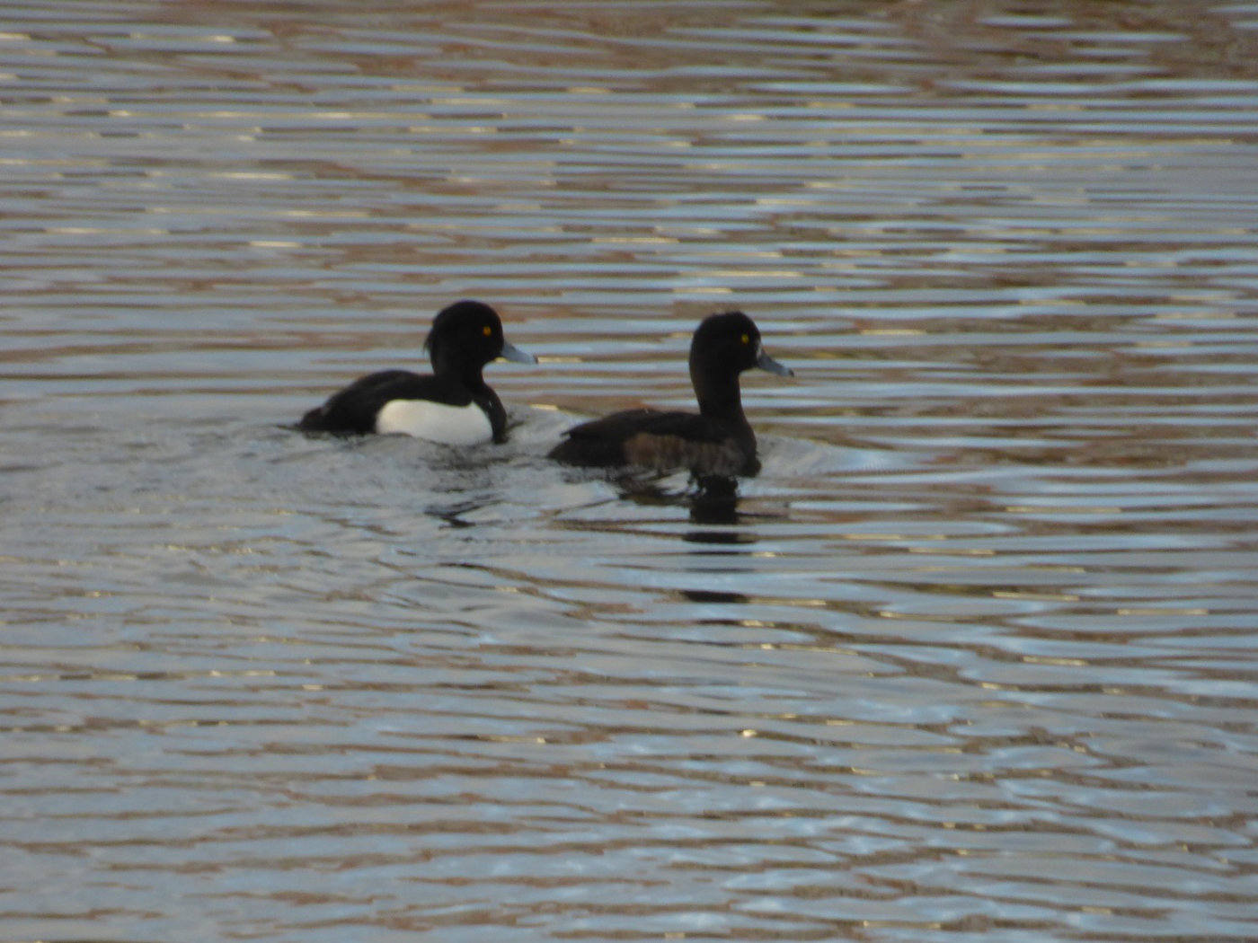 Tufted duck pair