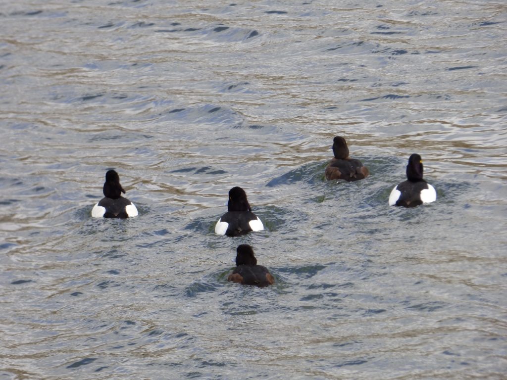 Ducks on the Norfolk Broads