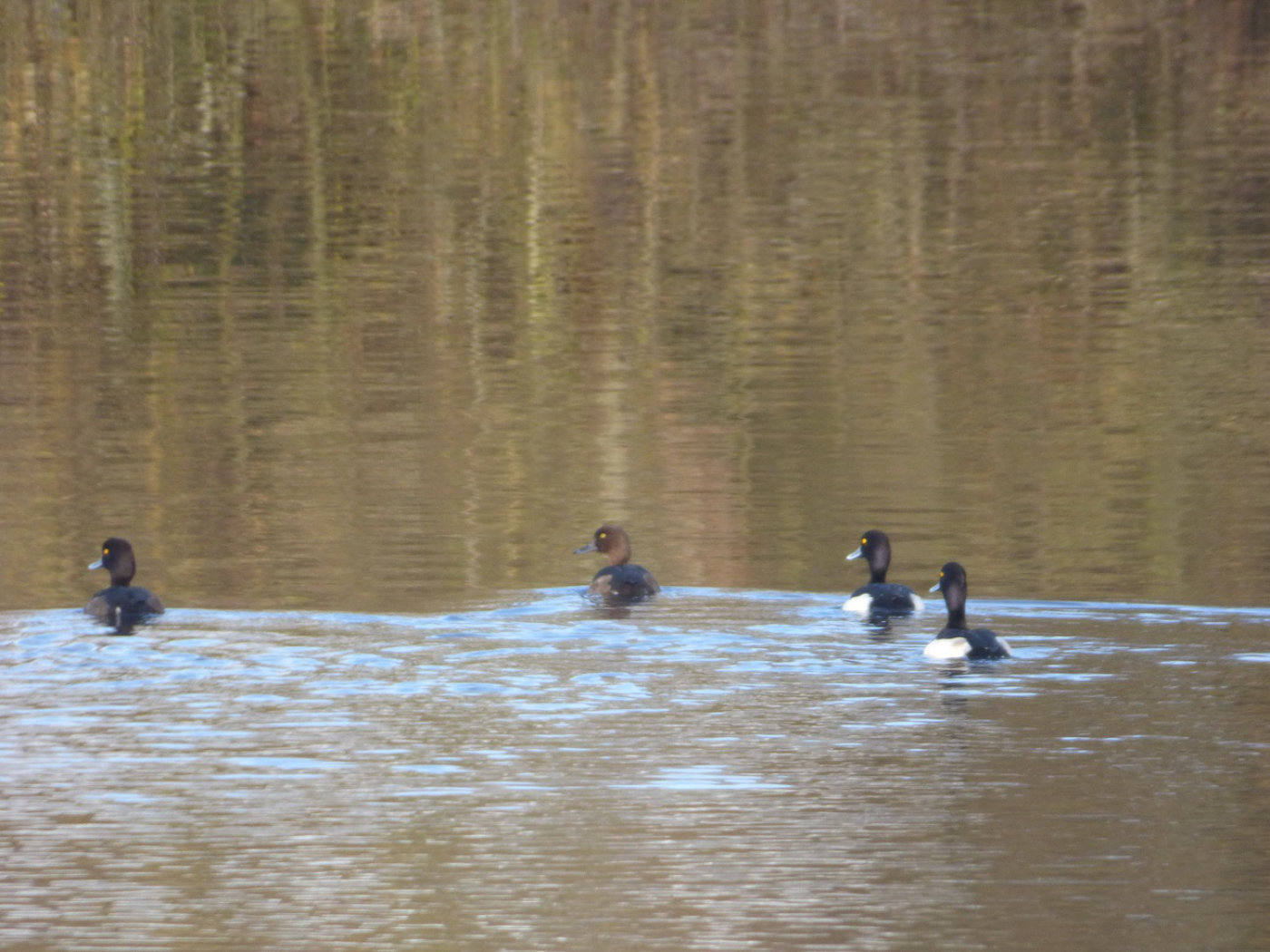 Tufted ducks group 2