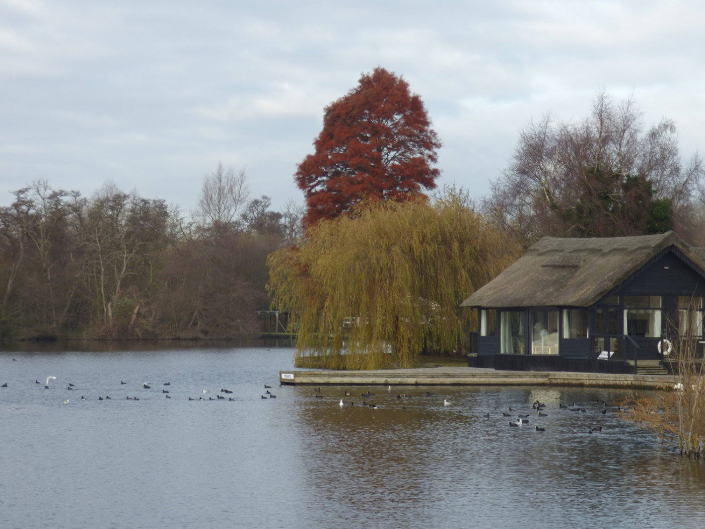 Tufted ducks group with coots