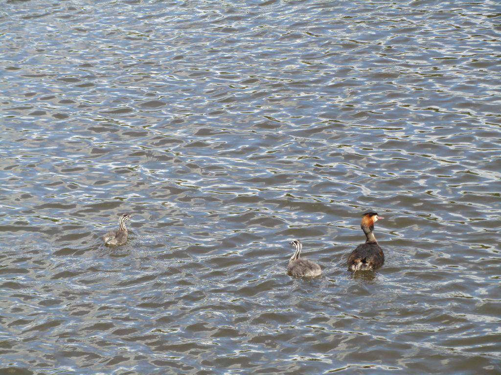 Two grebes