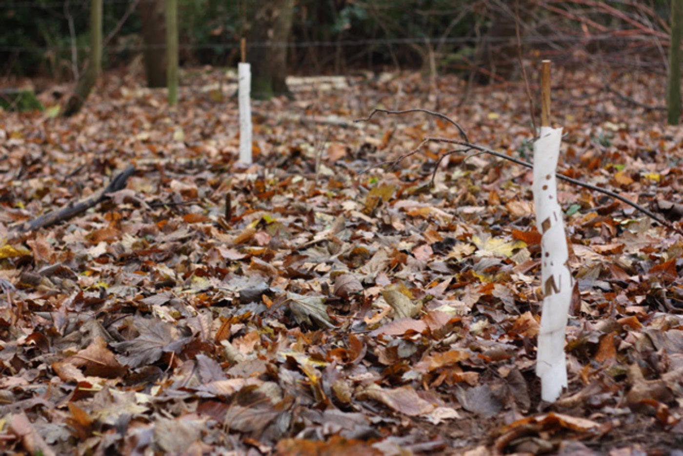 Two hazels with lots of leaves_Small