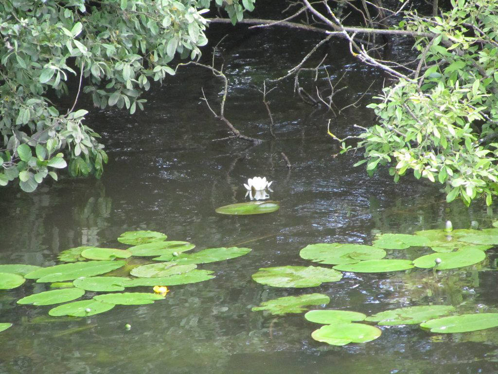 White water lilly