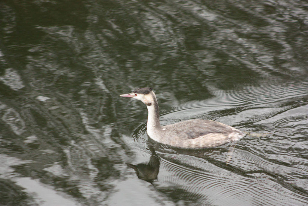 Winter-great-crested-grebe-low-res