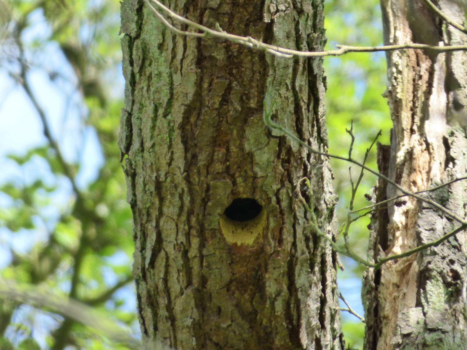Woodpecker Nest on the Broads