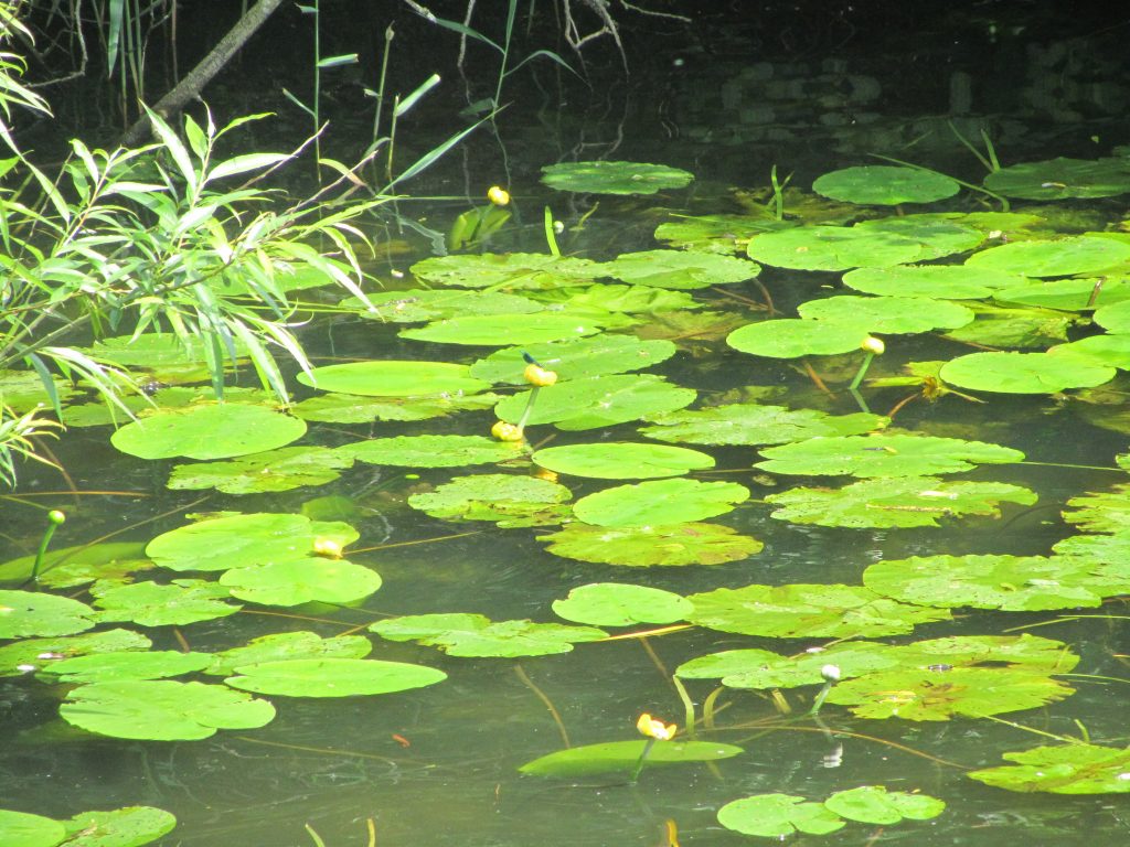 Yellow water lilly