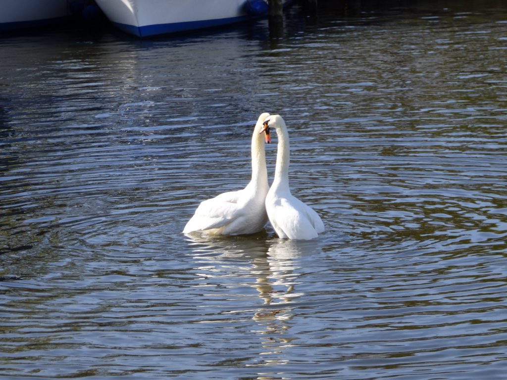 Swan Mating Ritual - Wroxham, Norfolk Broads