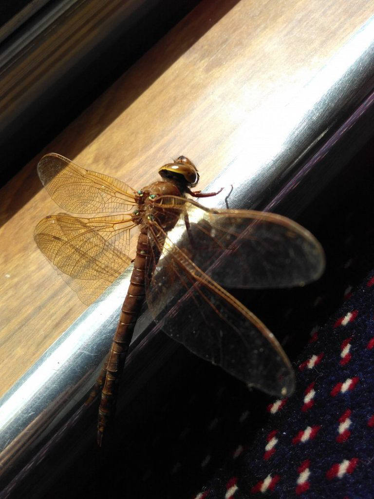 brown-hawker-dragonfly-w800