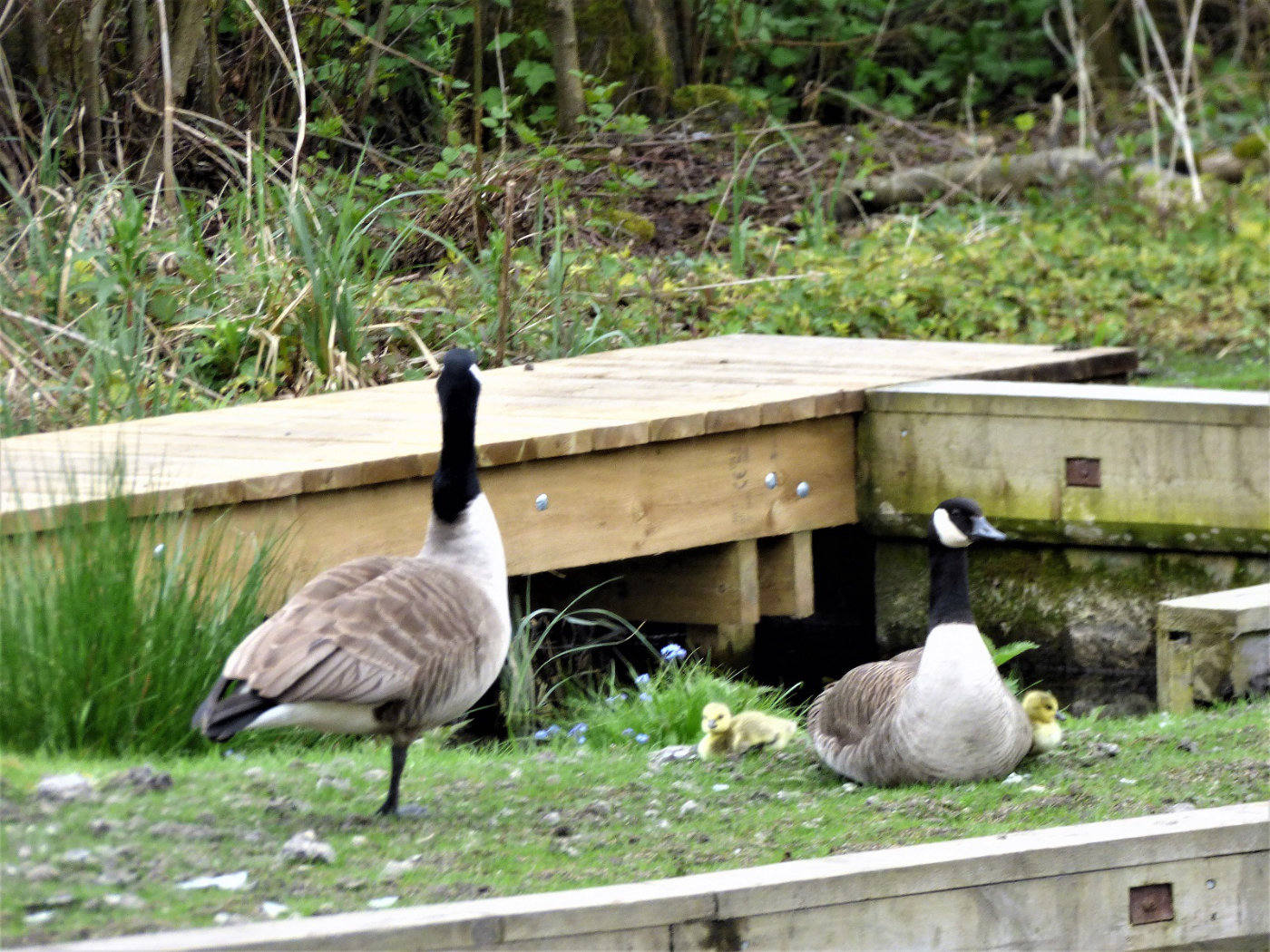 Canada Goose family 