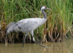 Common Crane