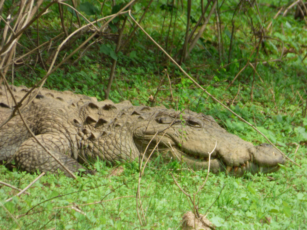 crocodile-sri-lanka