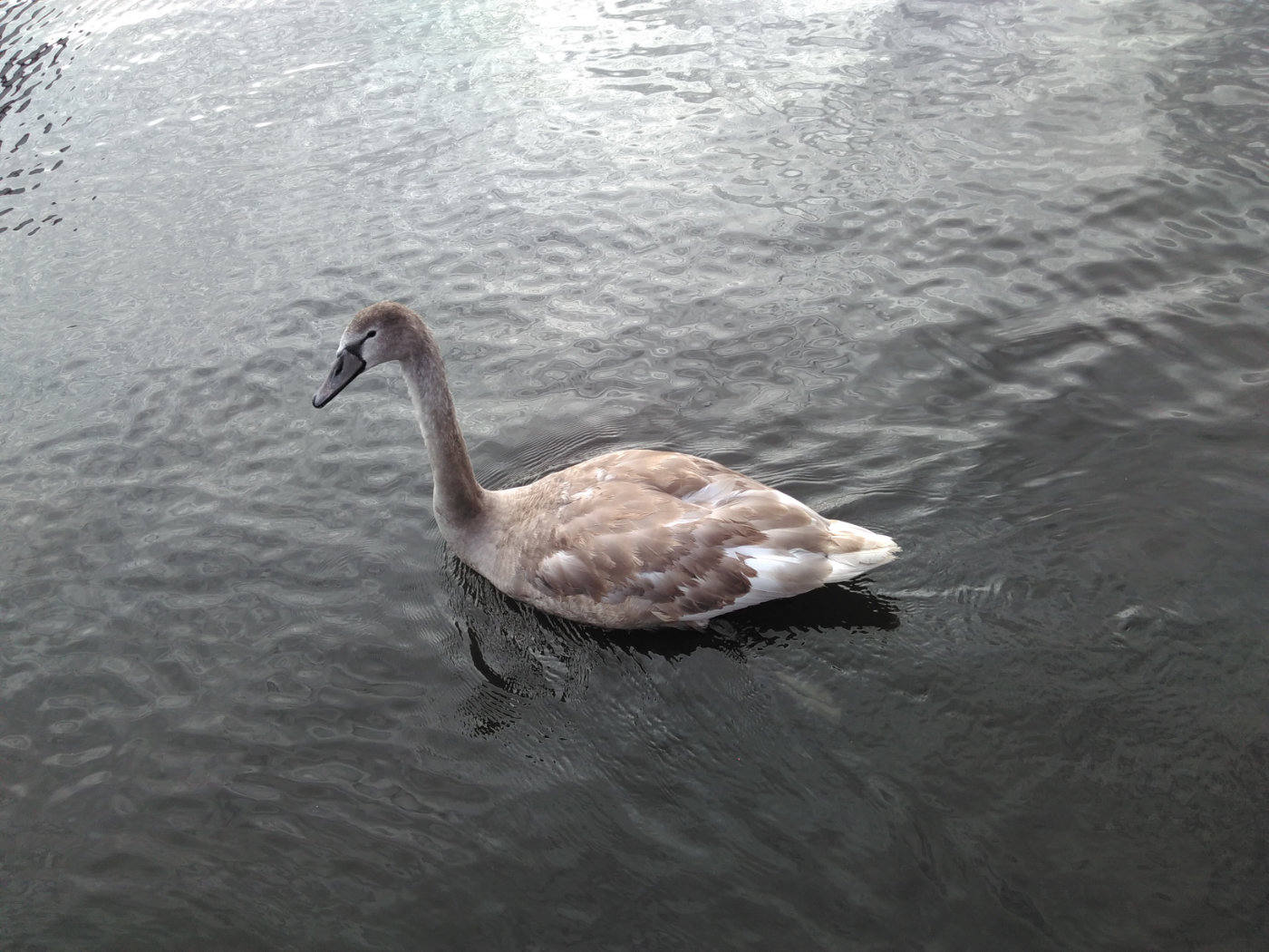 cygnet with white showing throuh