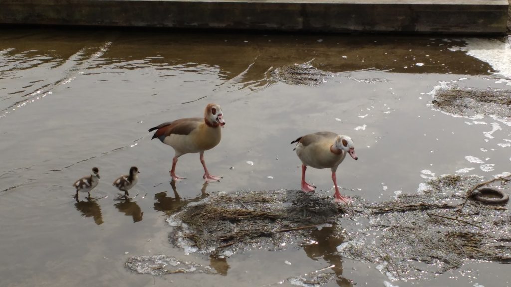 Egyptian Geese and Goslings on the Norfolk Broads
