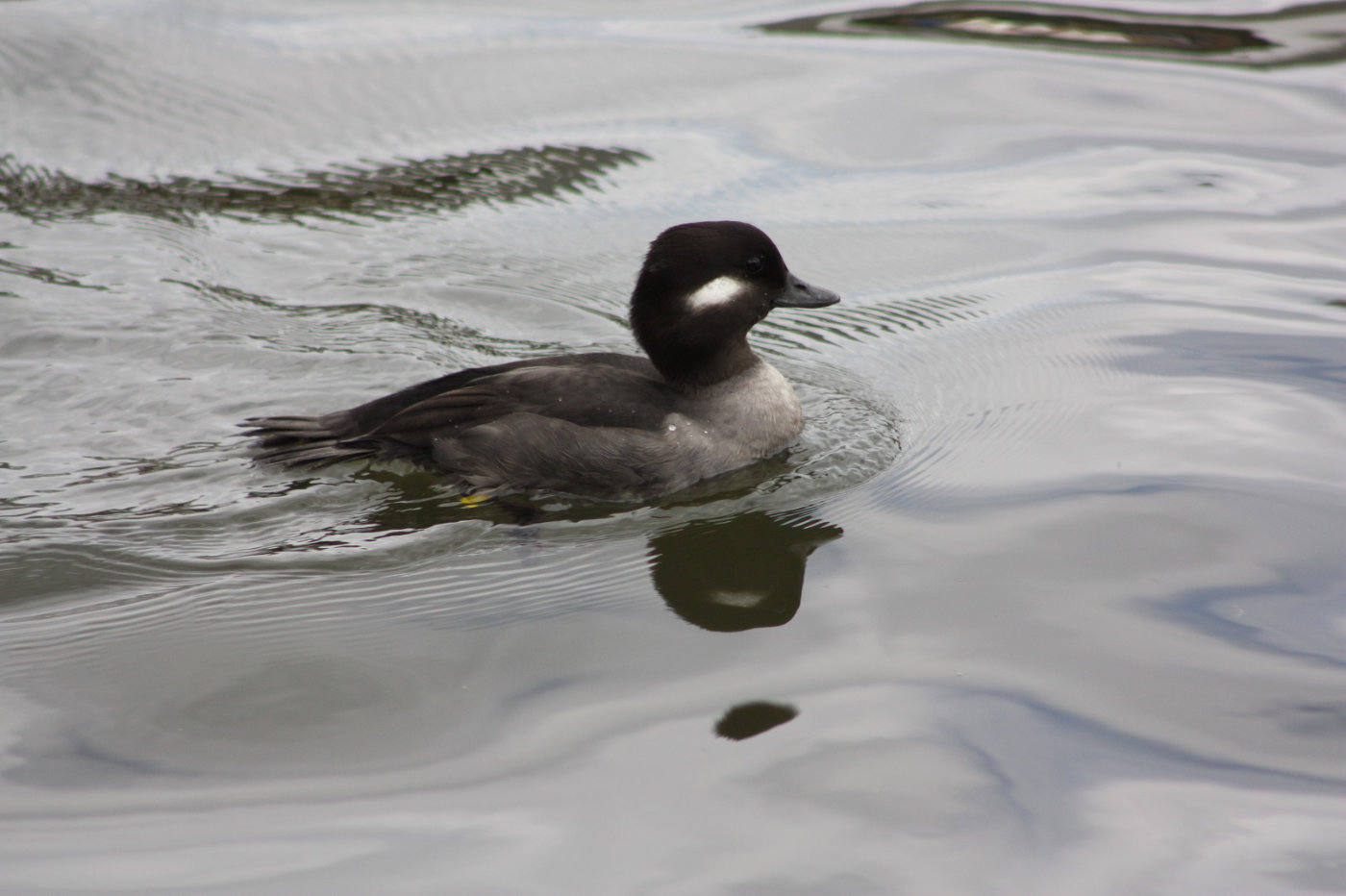 Bufflehead duck on the Norfolk Broads