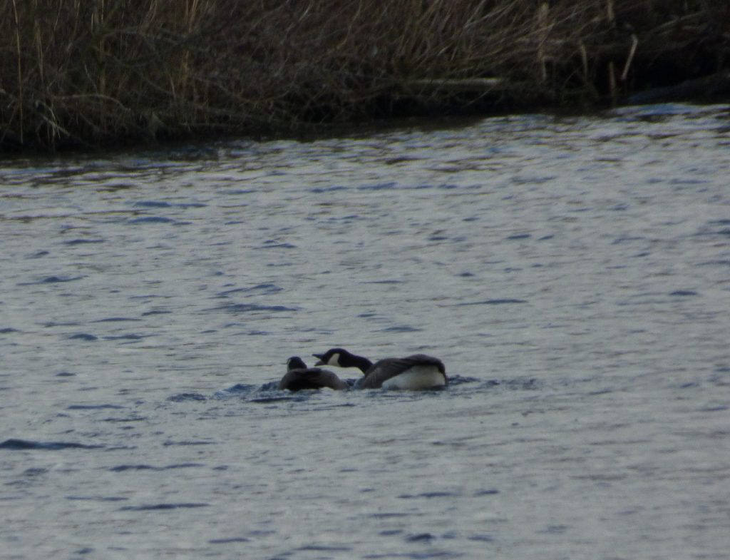 Aggressive Canadian Goose on Wroxham Broad