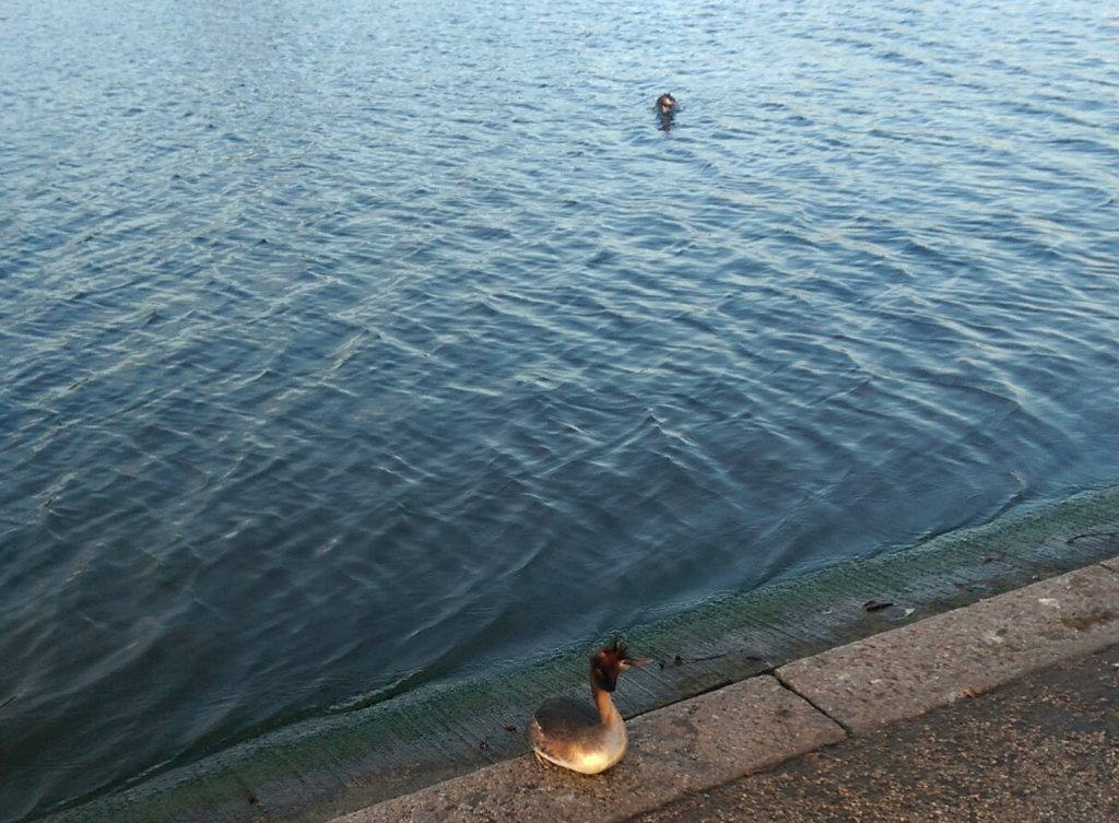 Great Crested Grebe on the bank