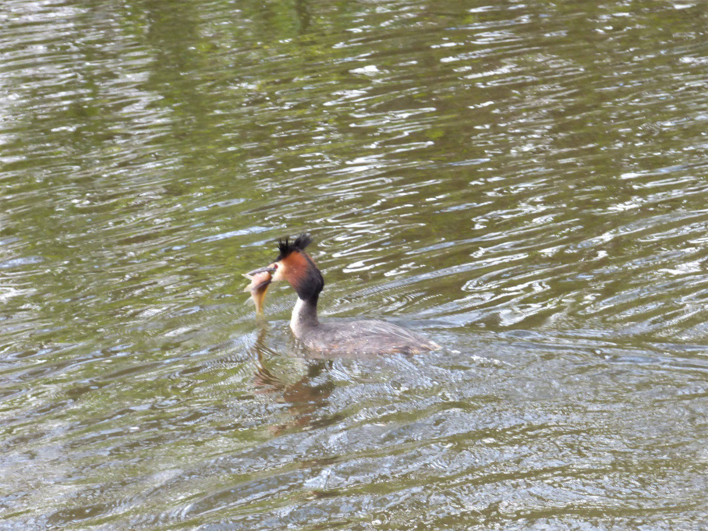 great crested grebe with fish in mouth norfolk broads