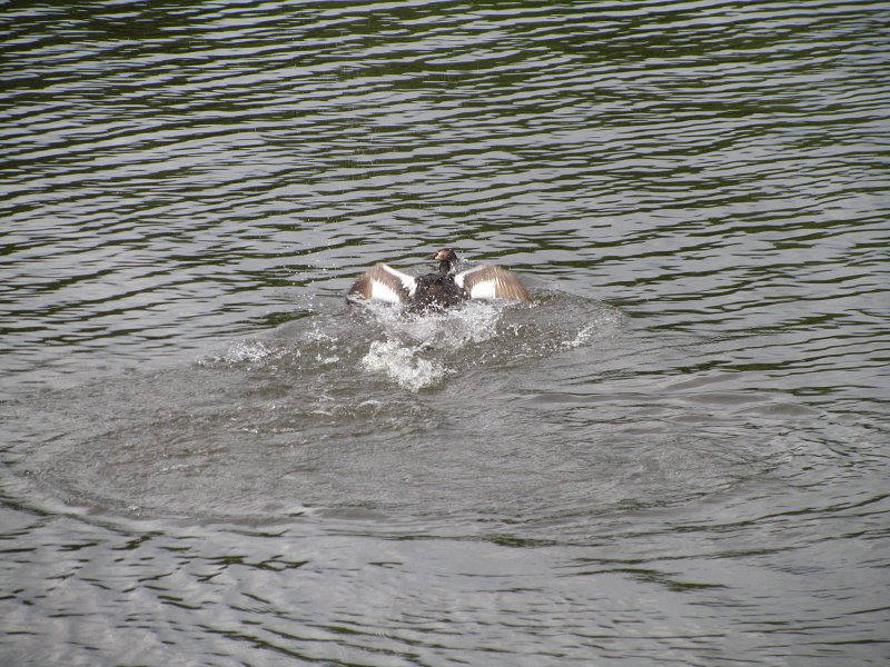 grebe-fight-2-w800