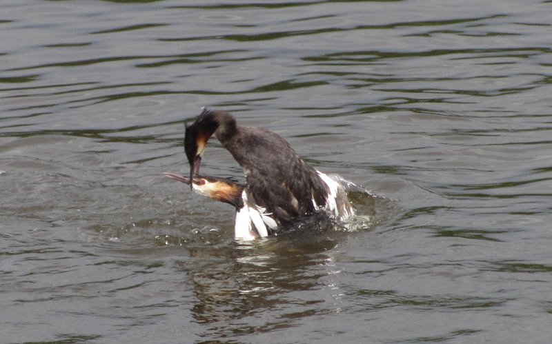 grebe-fight-cropped-w800