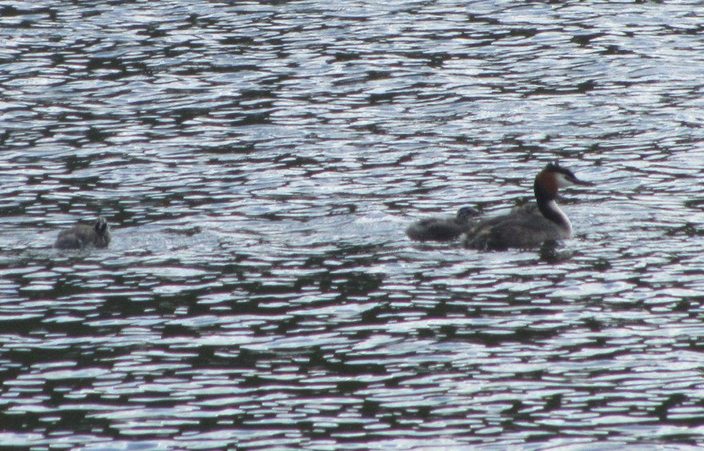 grebe2cropped