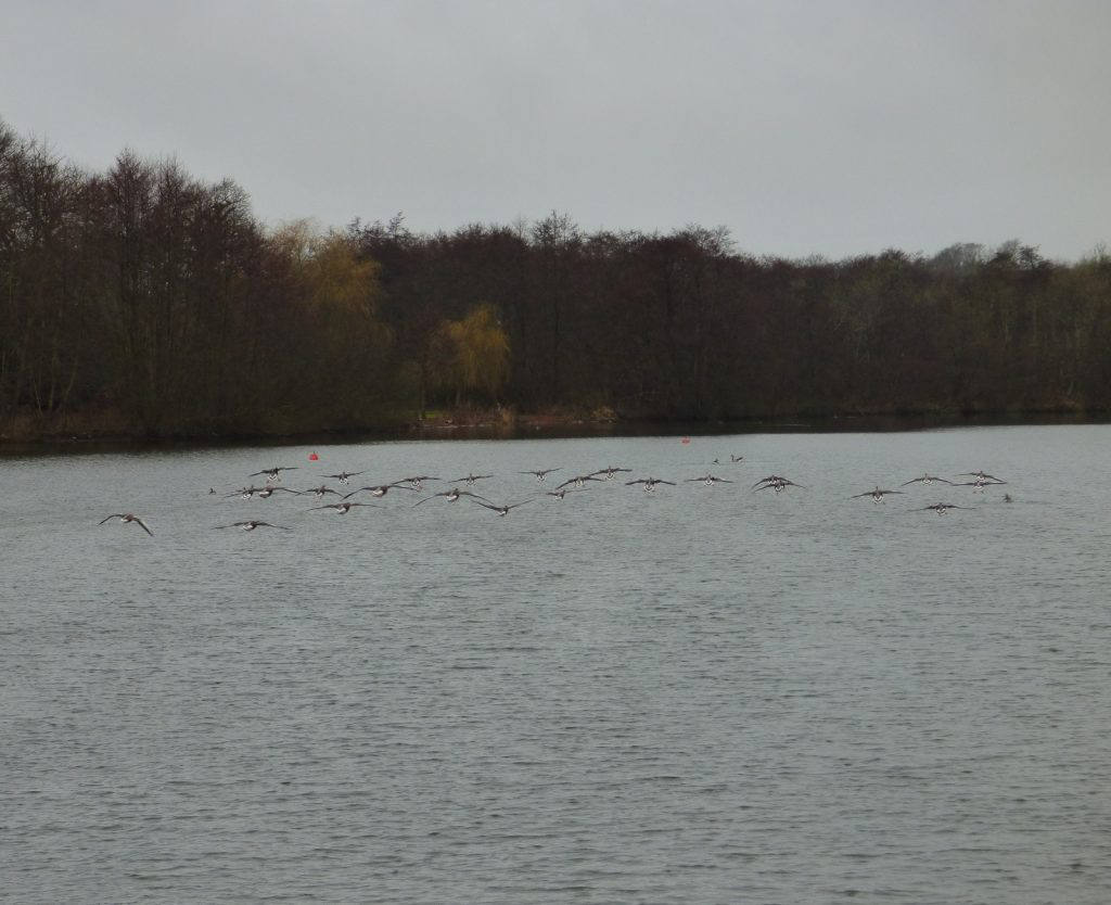 Greylag Geese Landing on the Norfolk Broads