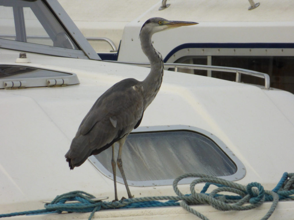 heron-broads