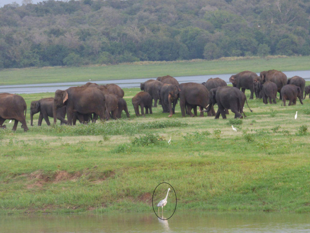 heron-in-sri-lanka-elephants