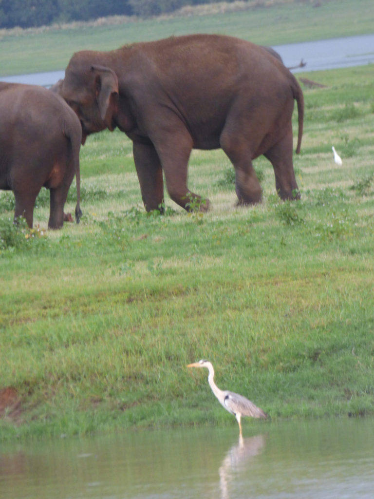 heron-sri-lanka-elephants-profile