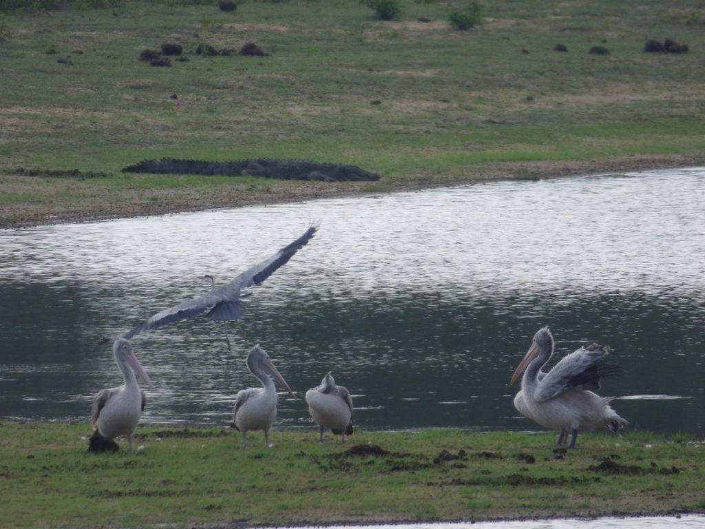 heron-sri-lanka-flight