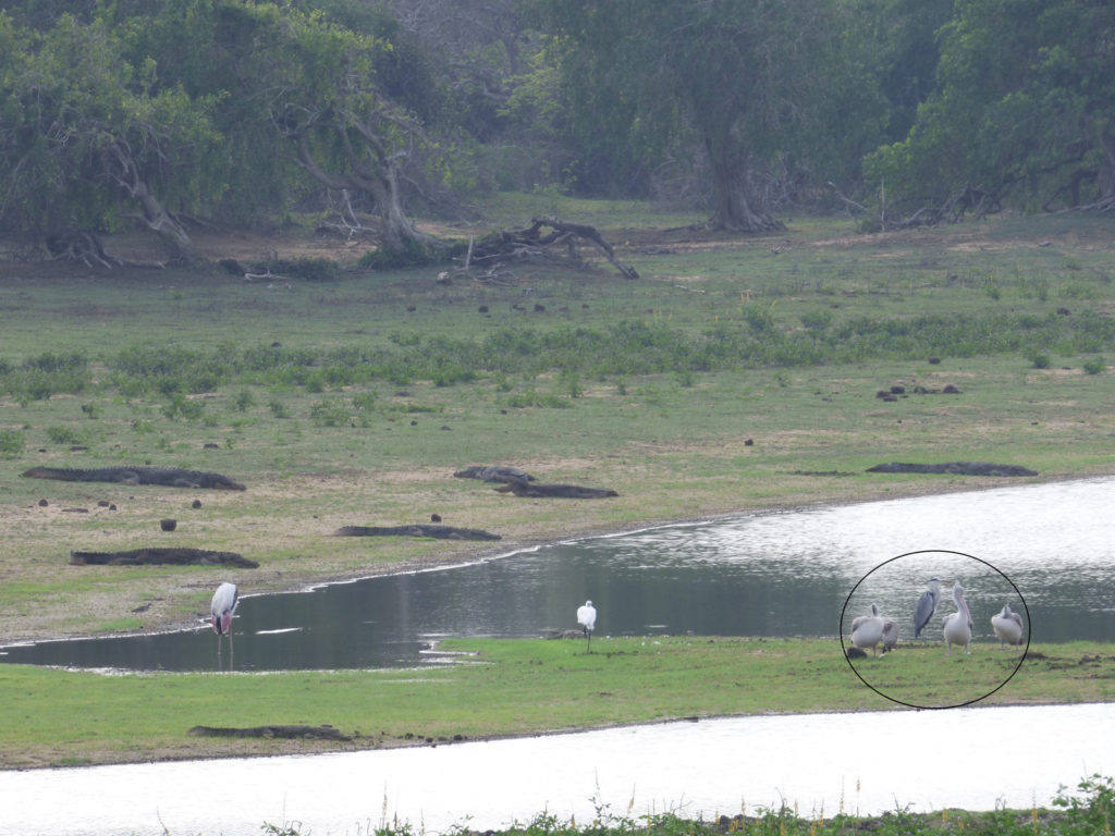 heron-sri-lanka-group